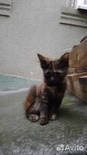 Кошка в дар бесплатно