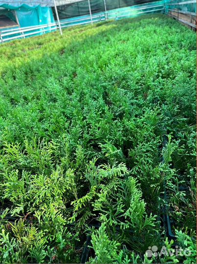 Саженцы туи Смарагд опт