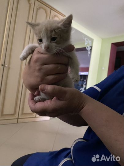 Котеночек с ладошку