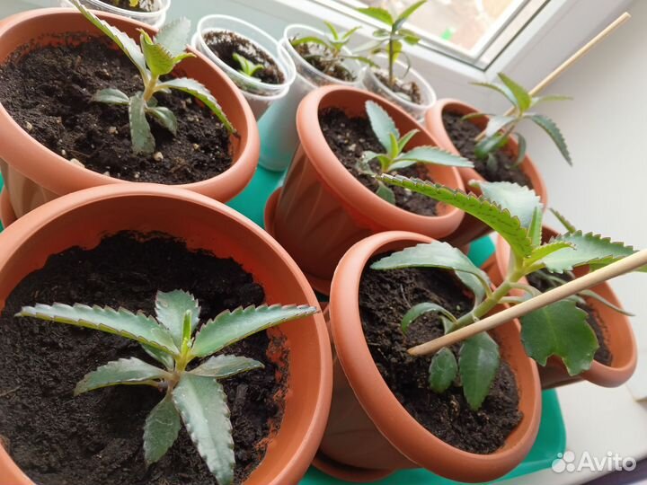 Детки каланхоэ и алоэ