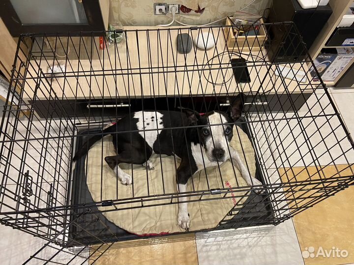 Клетка для кошек и собак в аренду