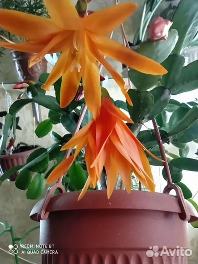 Рипсалидопсис оранжевый и розовый