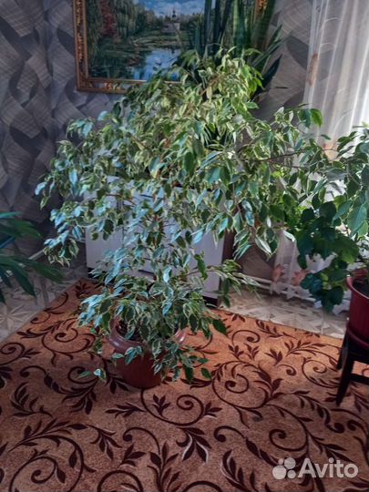 Фикус бенджамина большой