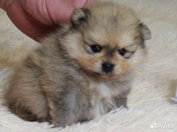 Щенки шпица