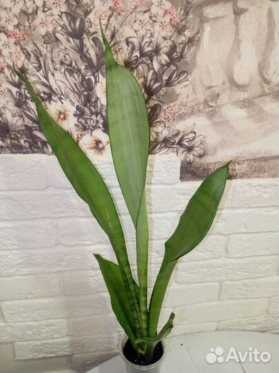 Сансевиерия Муншайн