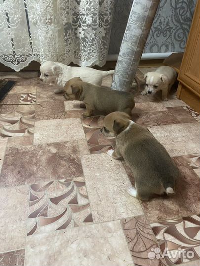 Щенки чихуахуа