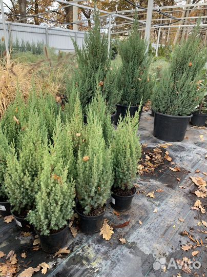Можжевельник Стрикта
