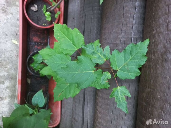 Клен Татарский