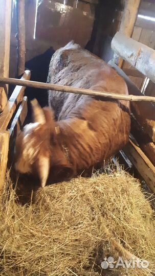 Два быка на мясо