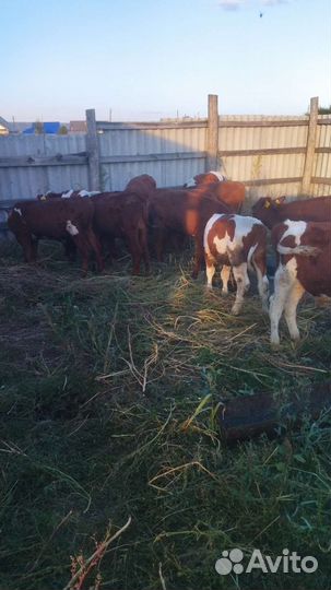 Бычки 3-5 месячные