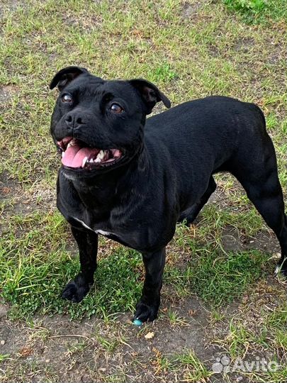 Щенки английского стаффордширского бультерьера