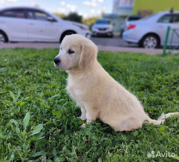 Золотистый ретривер