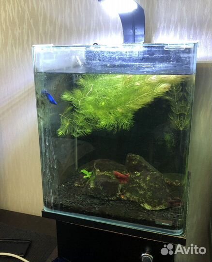 Аквариум
