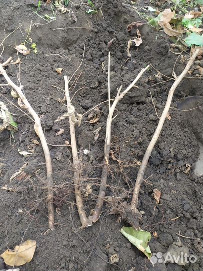 Карамановский фундук. Саженцы