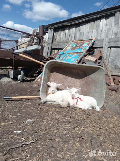 Козлята с козой