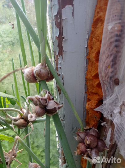 Безвременник. Лук слизун, шнитт и другие