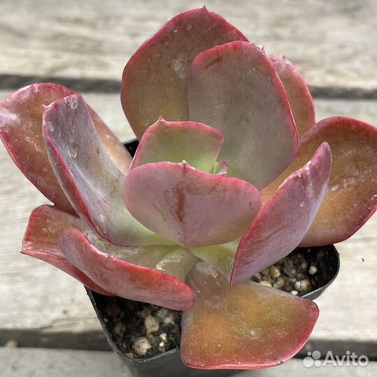 Редкие суккуленты, эхеверии