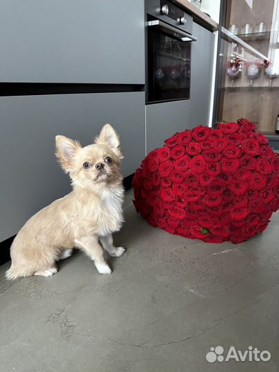 Кобель на вязку чихуахуа длинношерстный