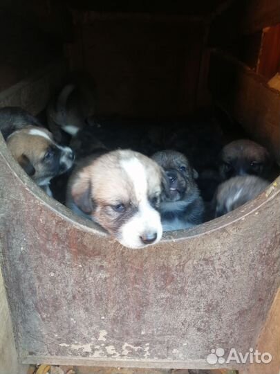 Щенки