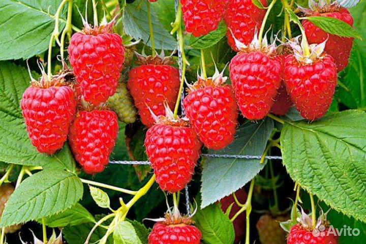 Саженцы ремонтантной малины