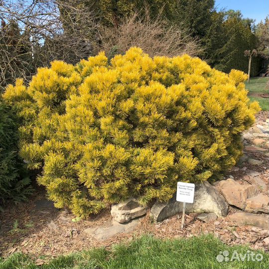 Сосна горная Винтер Голд 'Winter Gold'