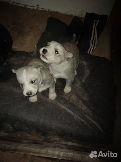 Щенки хаски