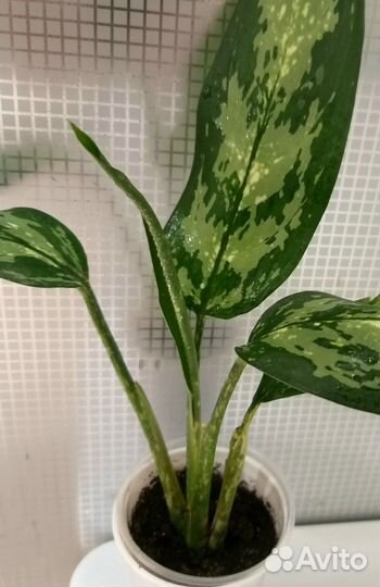 Аглоанема переменчивая