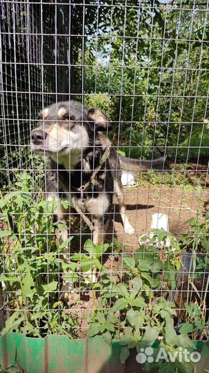 Отдам собаку в добрые руки