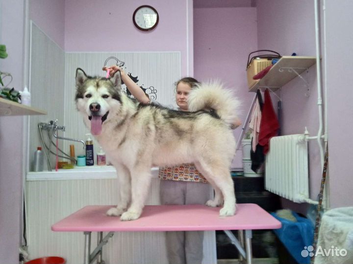 Груминг-экспресс линька