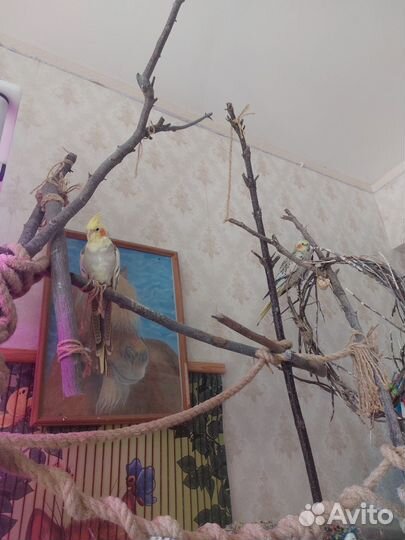 Два попугая корелла с клеткой