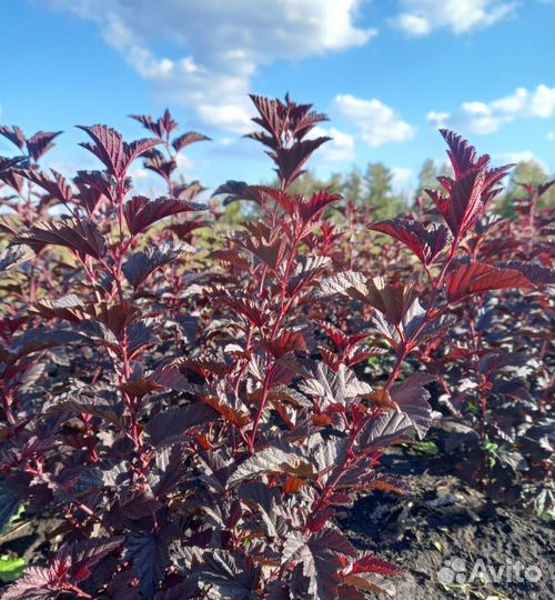 Пузыреплодник оптом