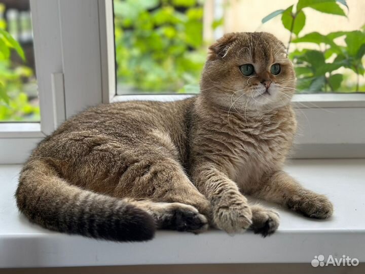 Продаются шотландские вислоухие котята