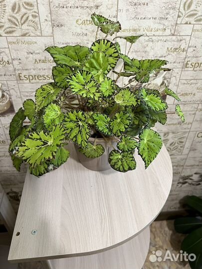 Бнгония тигровая