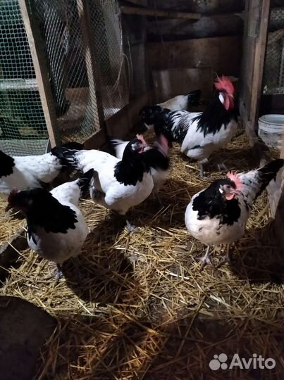 Инкубационное яйцо породной птицы