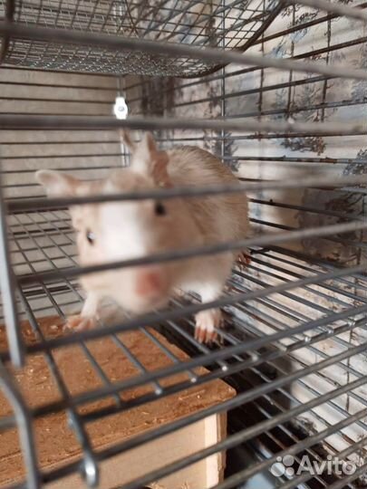 Белки дегу с клеткой