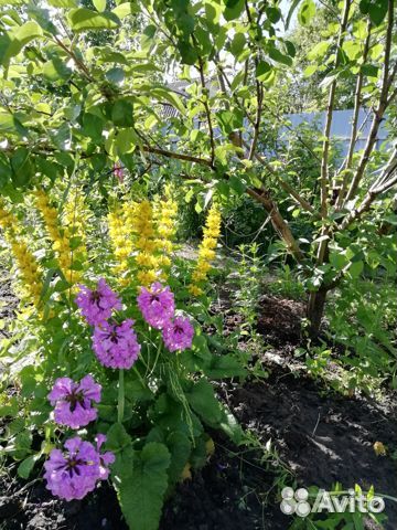 Многолетние цветы для сада