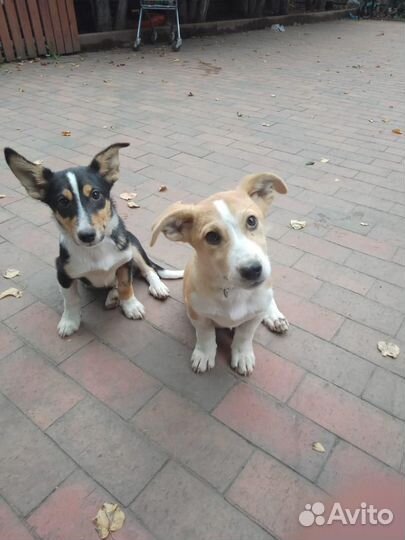 Мальчики щенки