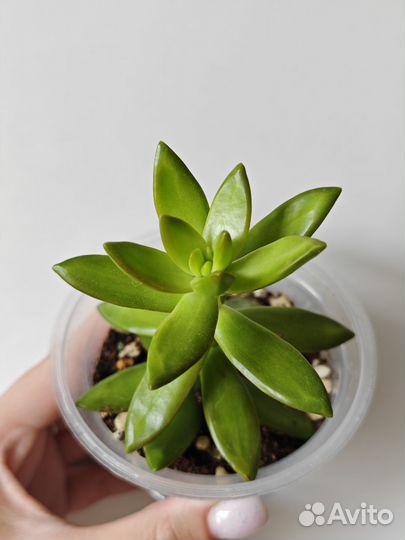 Суккуленты