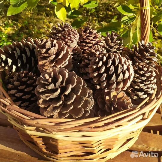 Шишки для поделок