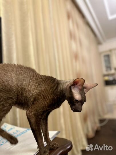 Замечательный котик