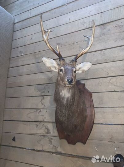 Чучело головы оленя