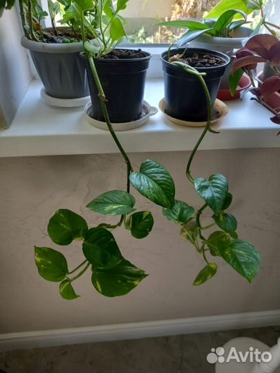 Продам цветы домашние
