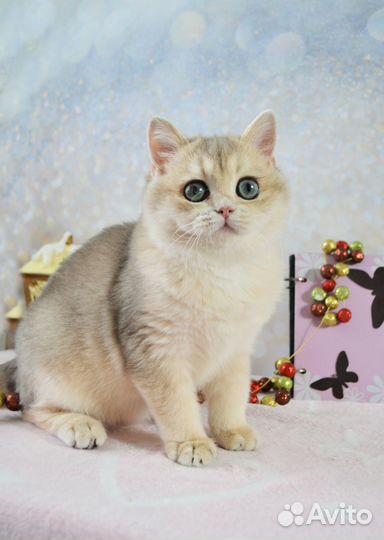 Голубой золотой котенок шиншилла