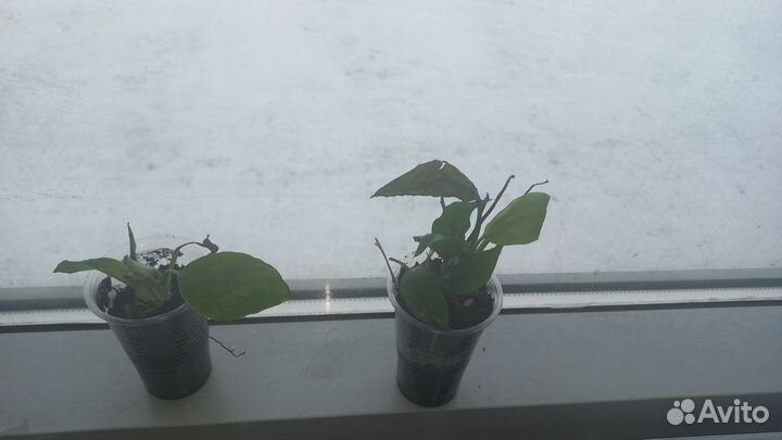 Спатифиллум