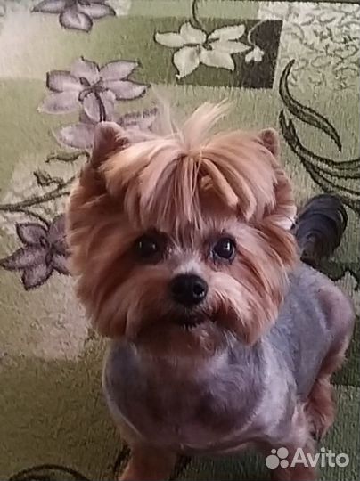 Стрижка котов, кошек и собак (грумер)