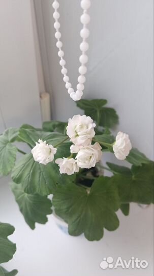 Герань розебудная