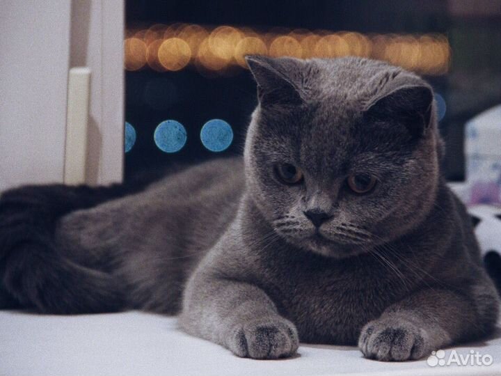 Британские котята