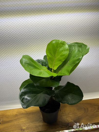 Сортовые фикусы