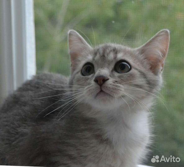 Котенок мальчик