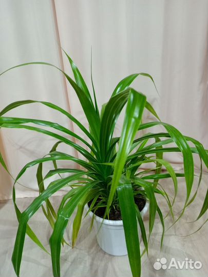 Домашние цветы в горшках